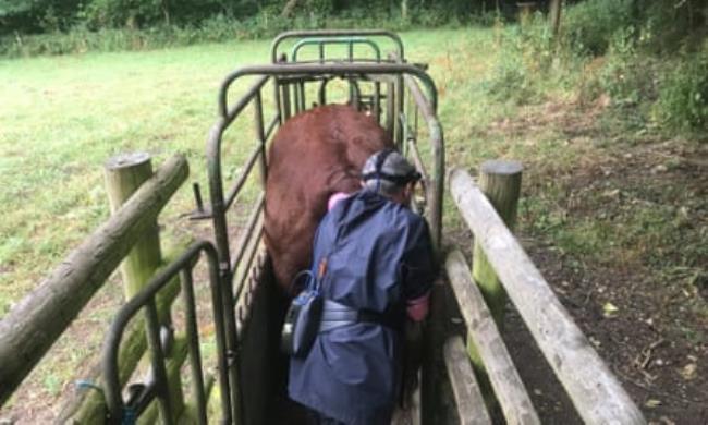 Dewi the vet testing a cow for pregnancy.